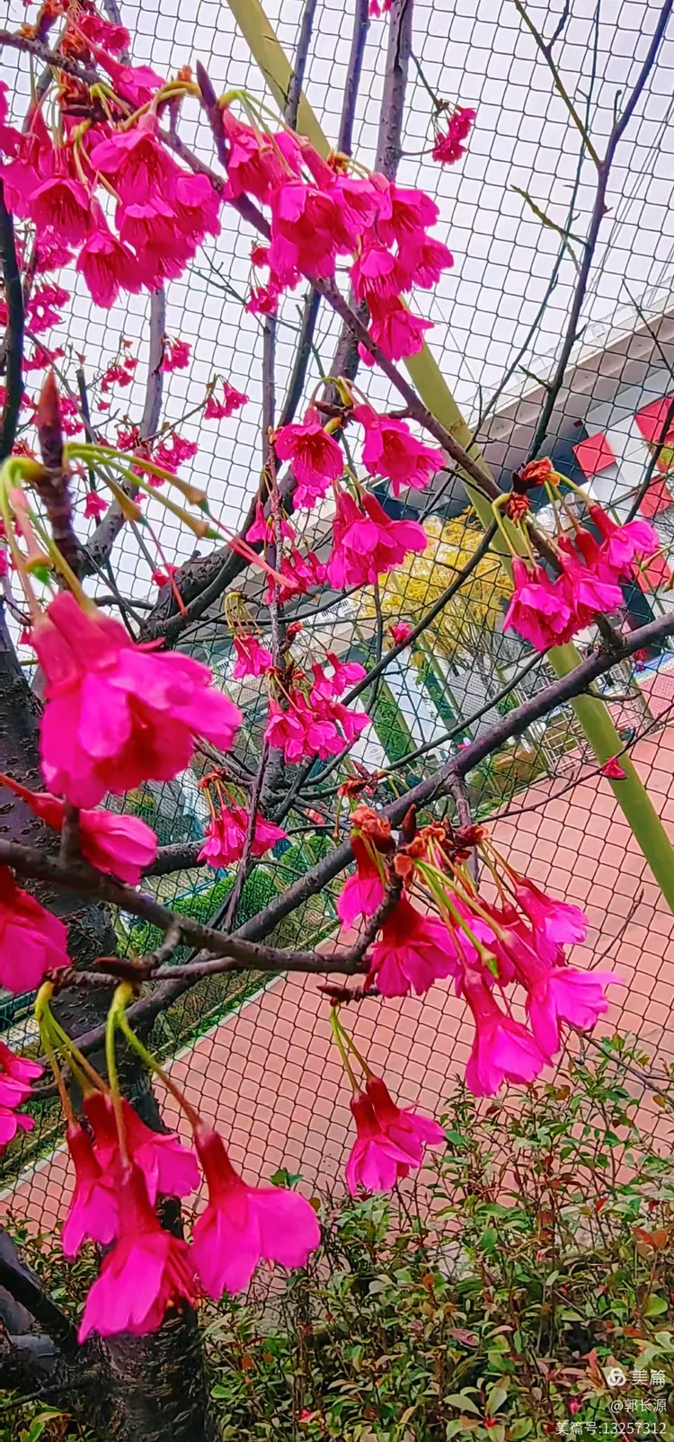 万州区樱花渡公园松月樱花醉美了!